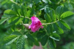 Rosa centifolia - Zentfolie Kohlrose 1.jpg